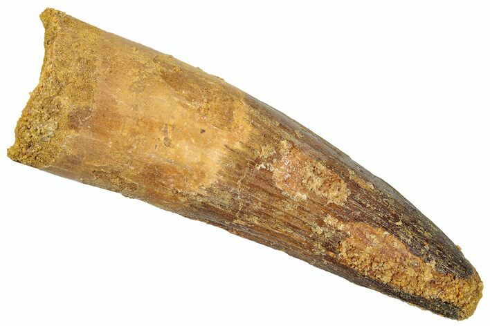 Real Fossil Spinosaurus Tooth - Huge Dinosaur Tooth #272134
